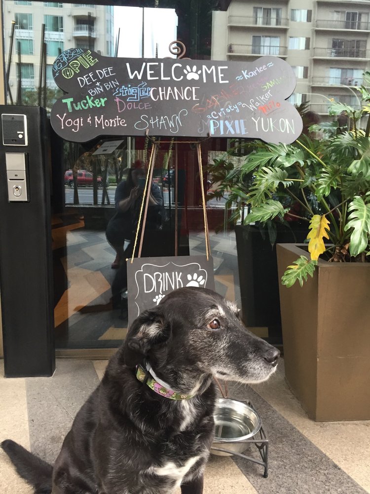 Best Pet Friendly Hotels: Hotel Palomar, Beverly Hills / Westwood