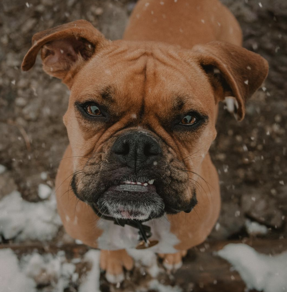 Freya The Boxer - The Portland Dog That Has A Lifestyle To Envy