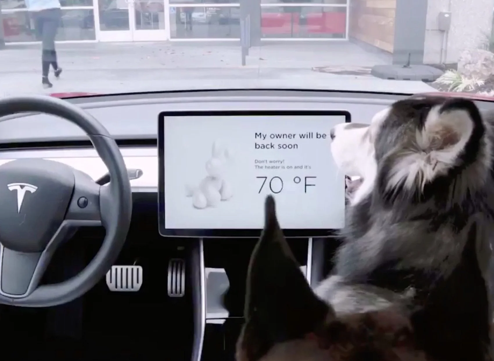 Tesla's Dog Mode To Keep Pups Safe During The Summer