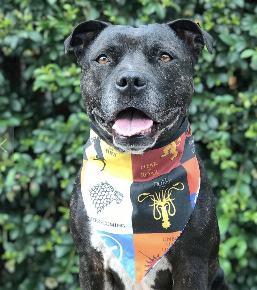 i am groot dog collar