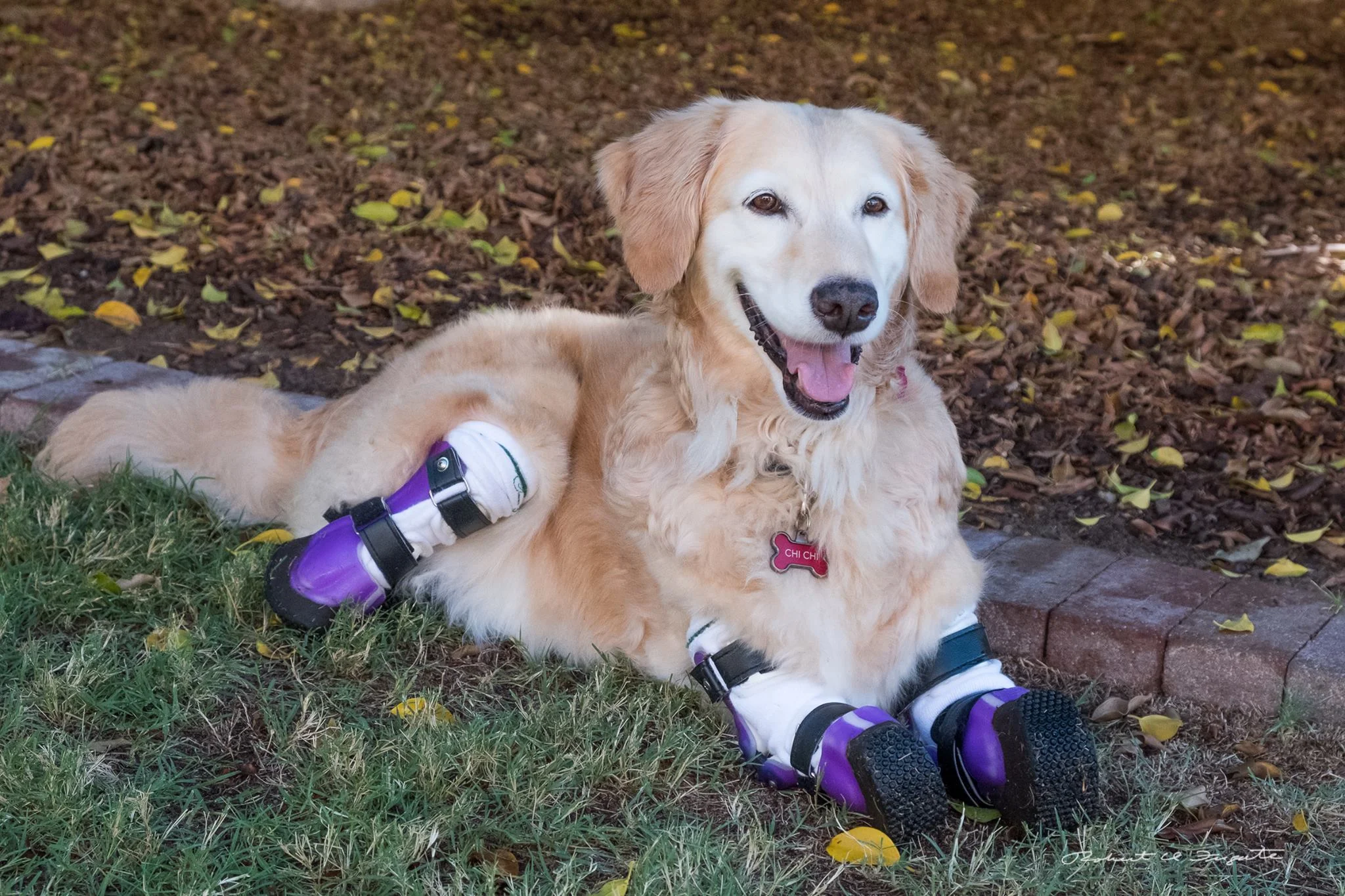 Photo credit: https://www.facebook.com/pg/chichirescuedog