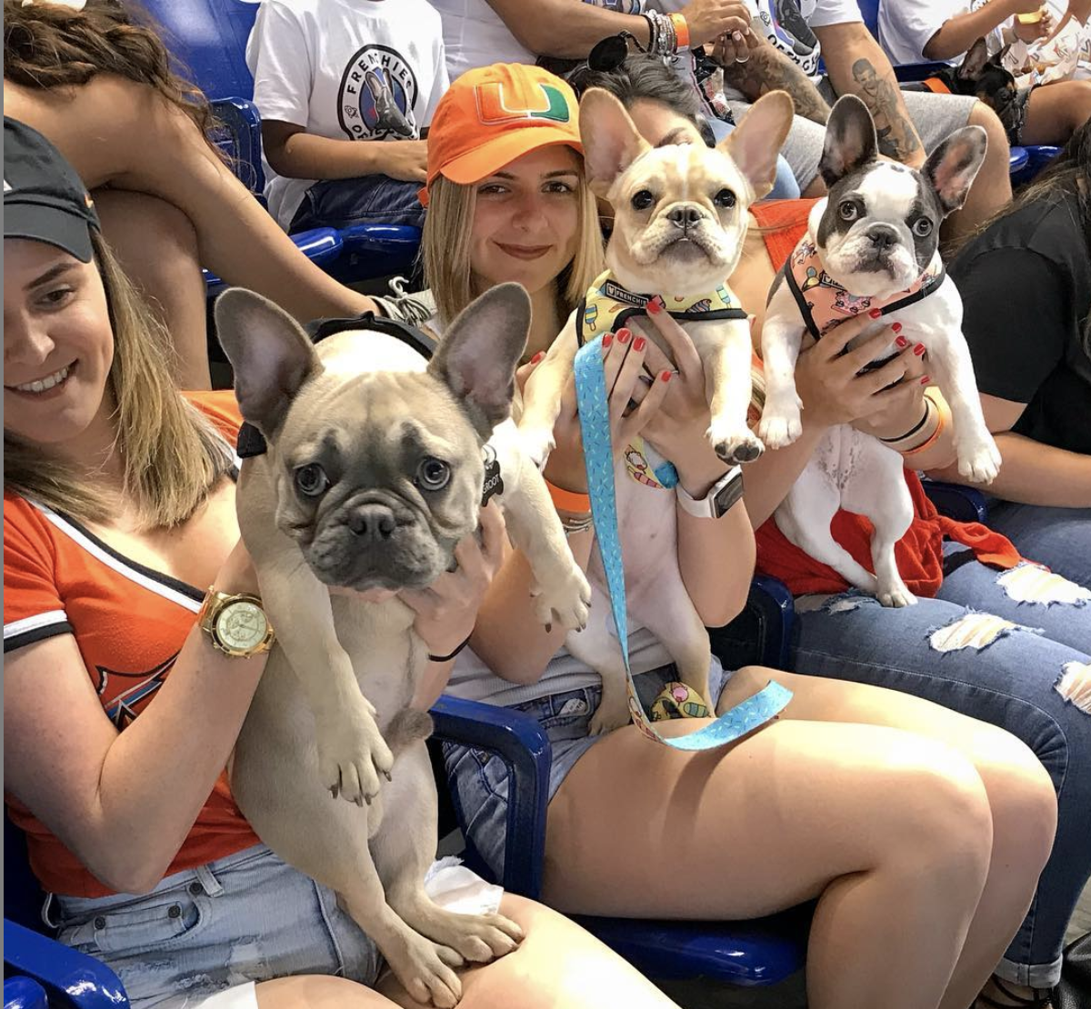 Photo taken from Instagram: frenchietiffany