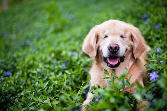 o-SMILEY-BLIND-RETRIEVER-570+%281%29.jpg