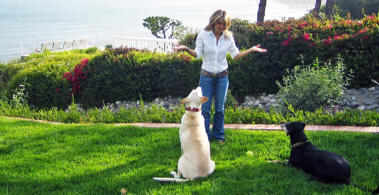 dog-training-coaching-homepage1.jpg