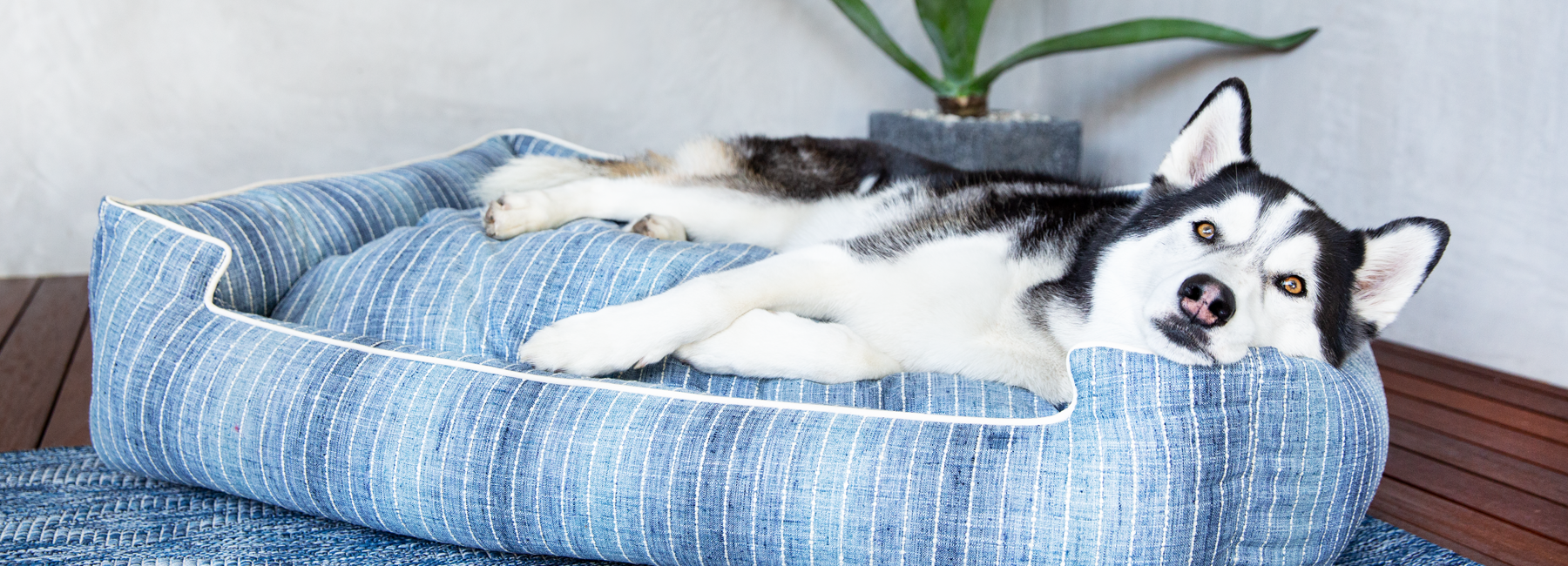 jax and bones dog beds