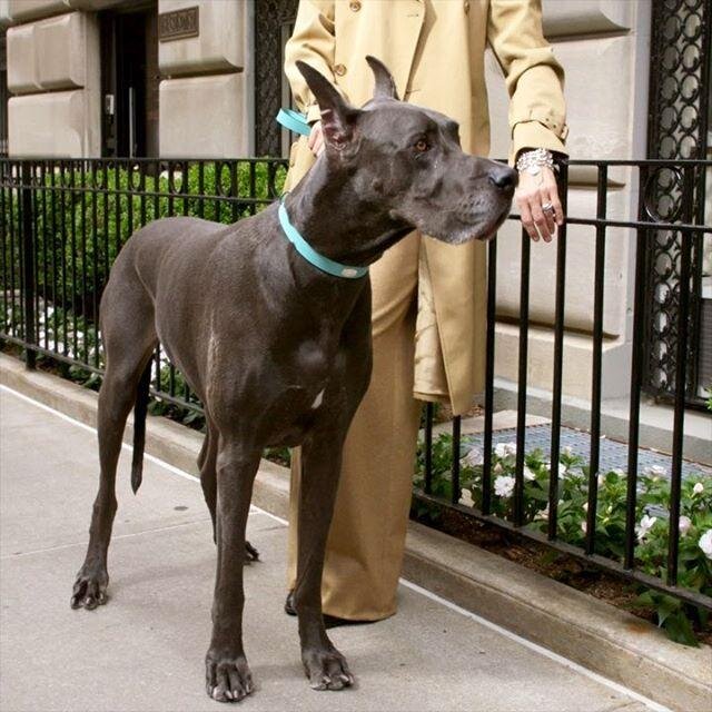 tiffany and co dog collar and leash