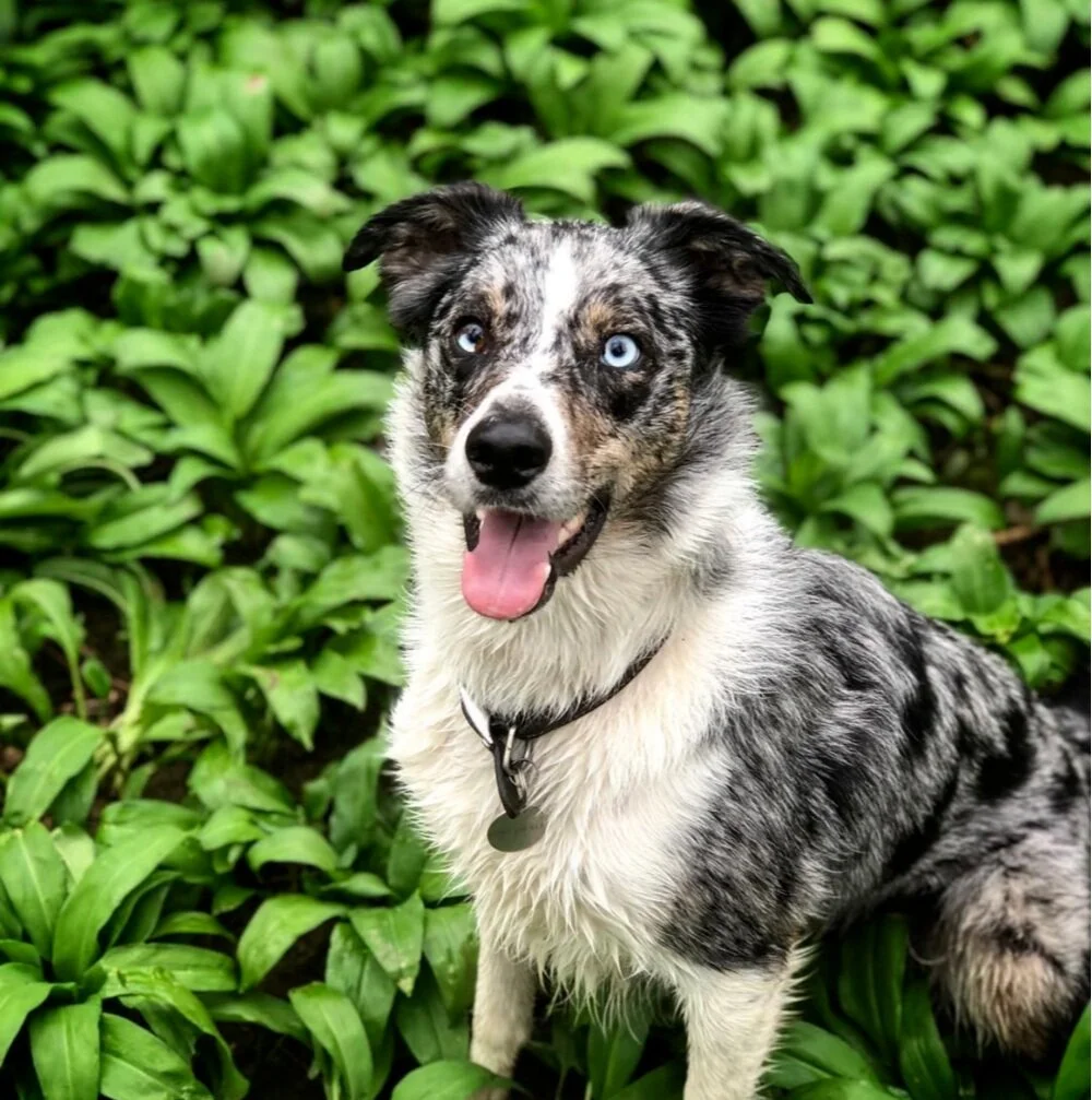 The Truth About Plastic Poop Bags And Their Environmental Dangers - 2020 Earth Day
