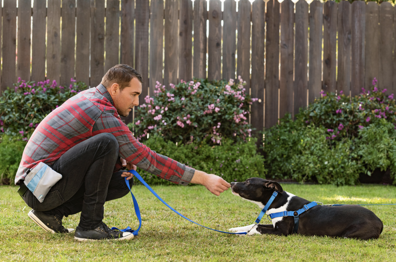 brandon mcmillan potty training