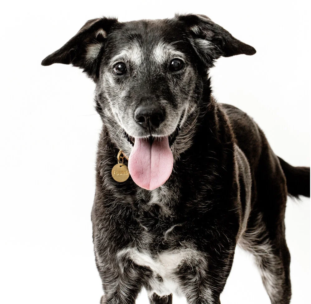 Embark Dog DNA Test - Pixie's Breed Reveal