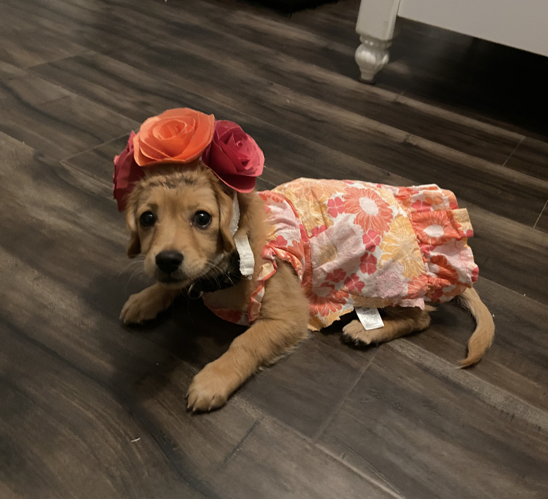 Screen Shot 2020-10-31 at 1.11.35 PM.png