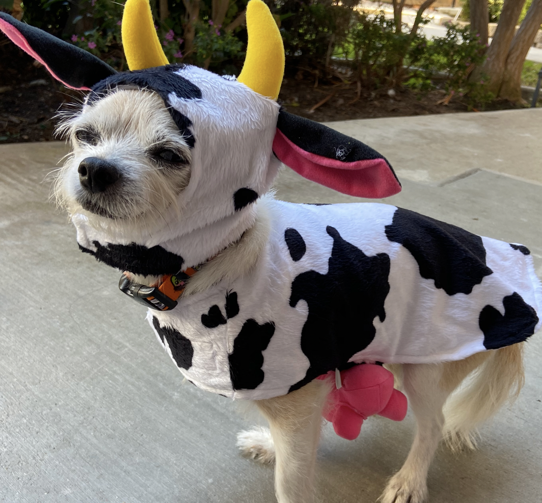 Screen Shot 2020-10-31 at 1.13.52 PM.png