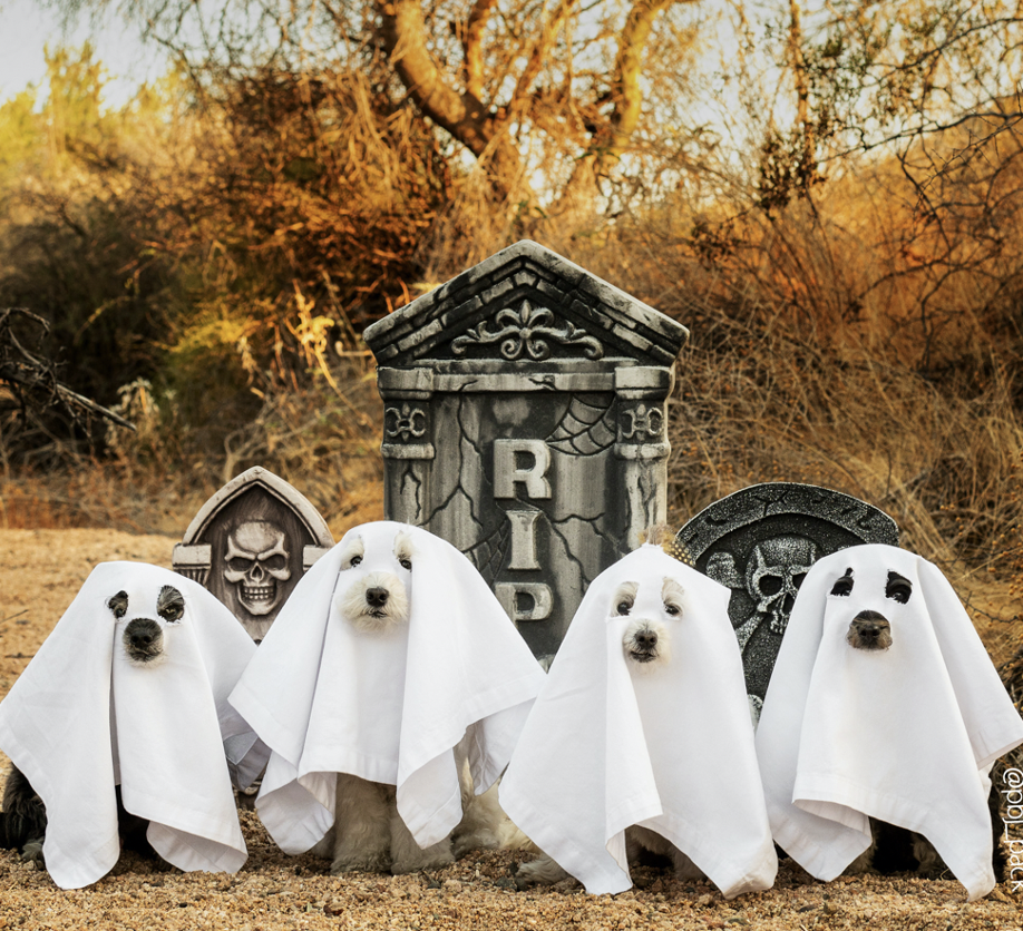 Screen Shot 2020-10-31 at 1.14.28 PM.png