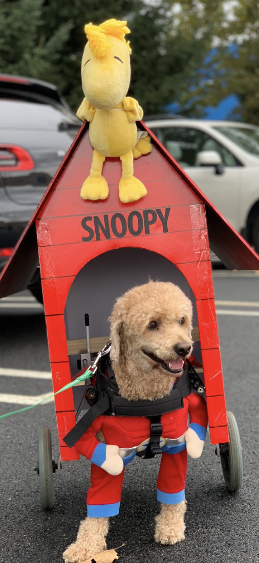 Screen Shot 2020-10-31 at 1.15.26 PM.png