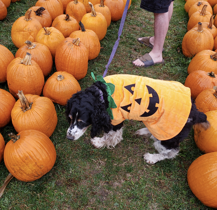 Screen Shot 2020-10-31 at 1.24.32 PM.png