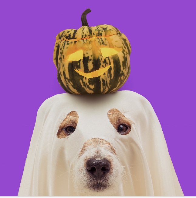 Highlights From Woof Republic's Virtual Howloween Charity Event