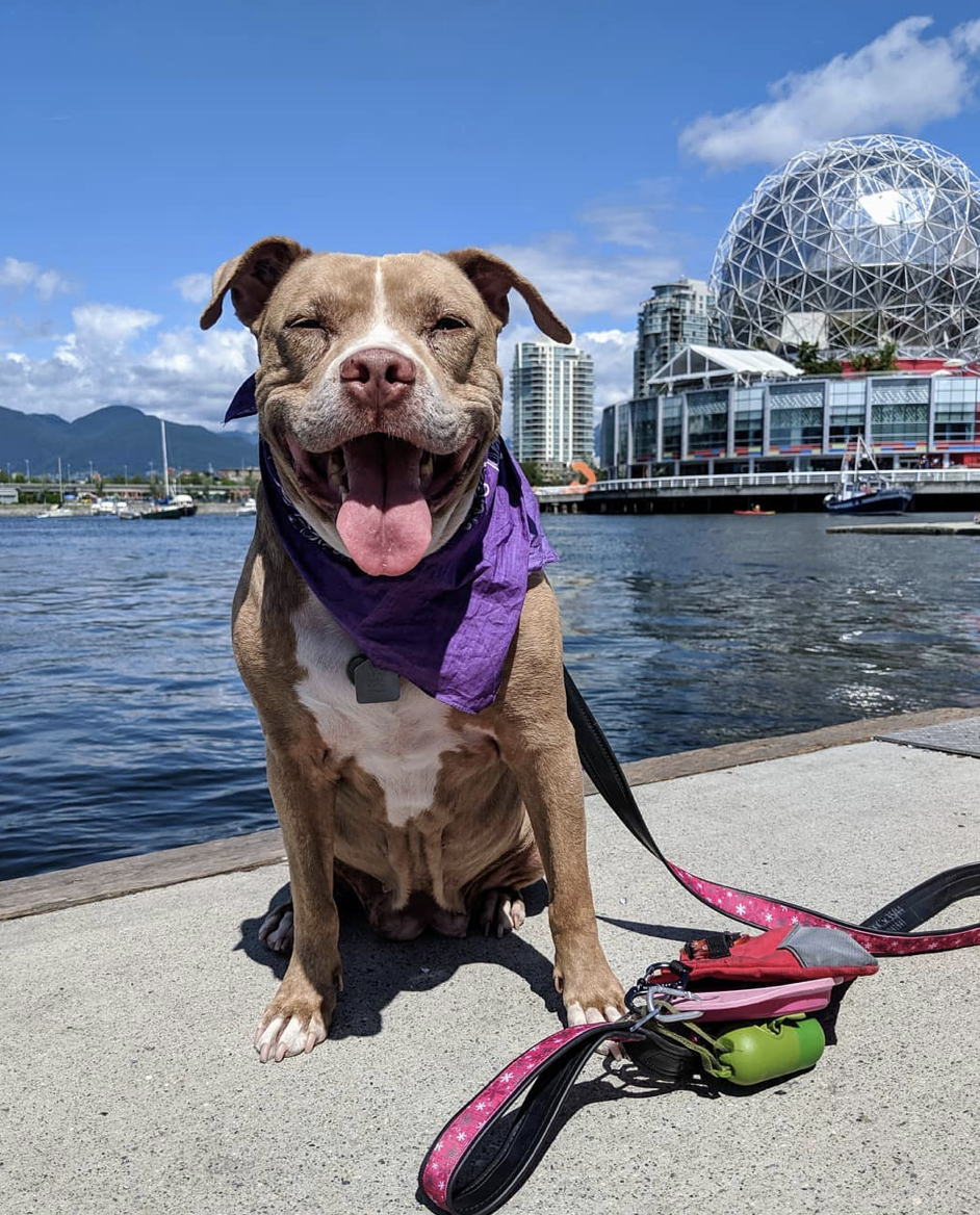 Screen Shot 2020-11-16 at 3.49.42 PM.png