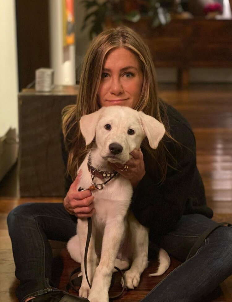 Jennifer Aniston Adopts Another Adorable Rescue Dog Br Woof Republic