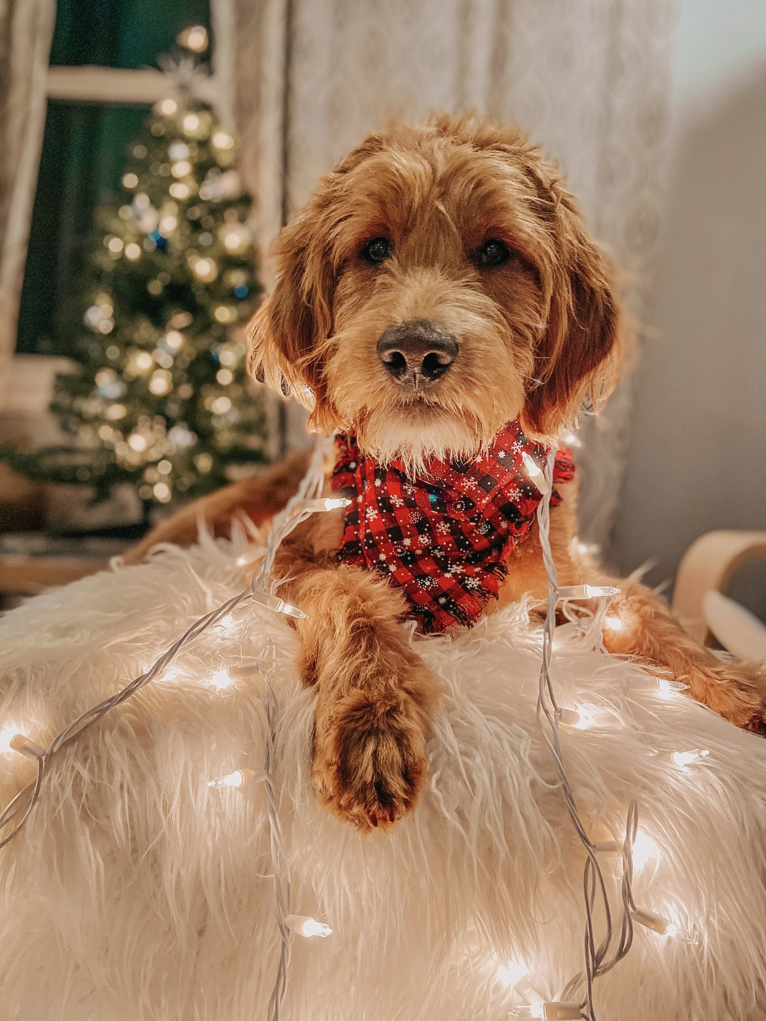 Highlights From Woof Republic's Virtual Howliday Charity Event