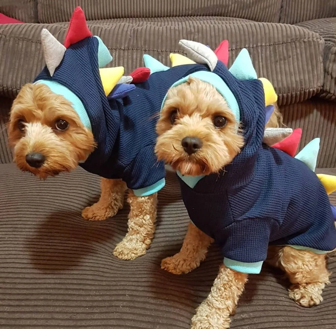 Photo Credit: cocktail_cavoodles