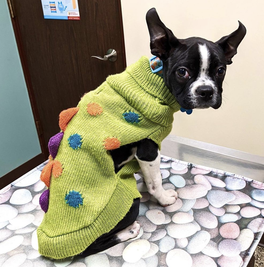 Photo Credit: @lyndaleanimalhospital