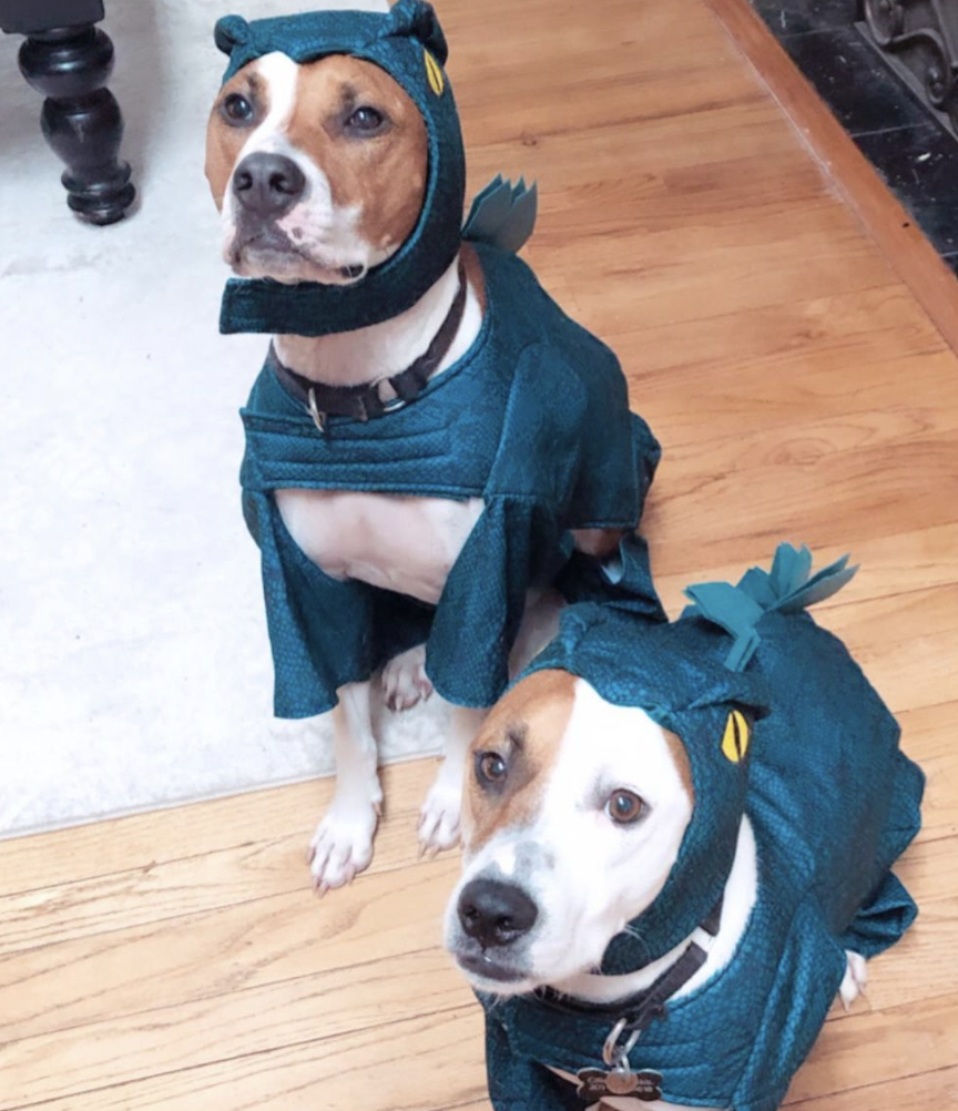 Photo Credit: @billy_and_ollie_