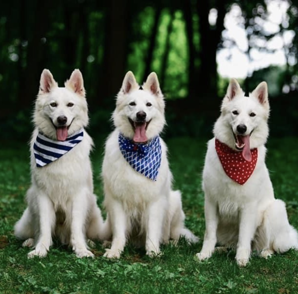 Photo Credit: @wildwoodkennels