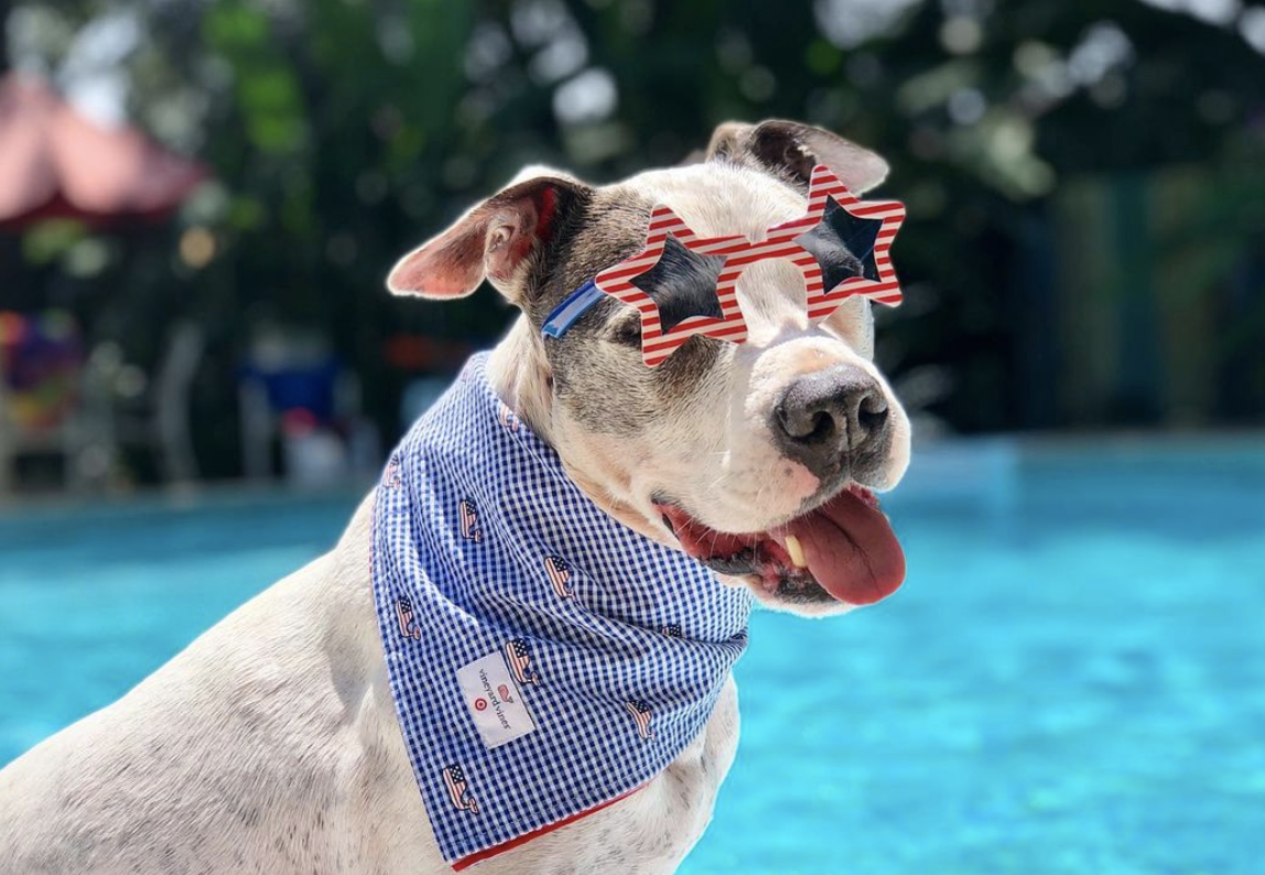 Photo Credit: @finneganthepitbull