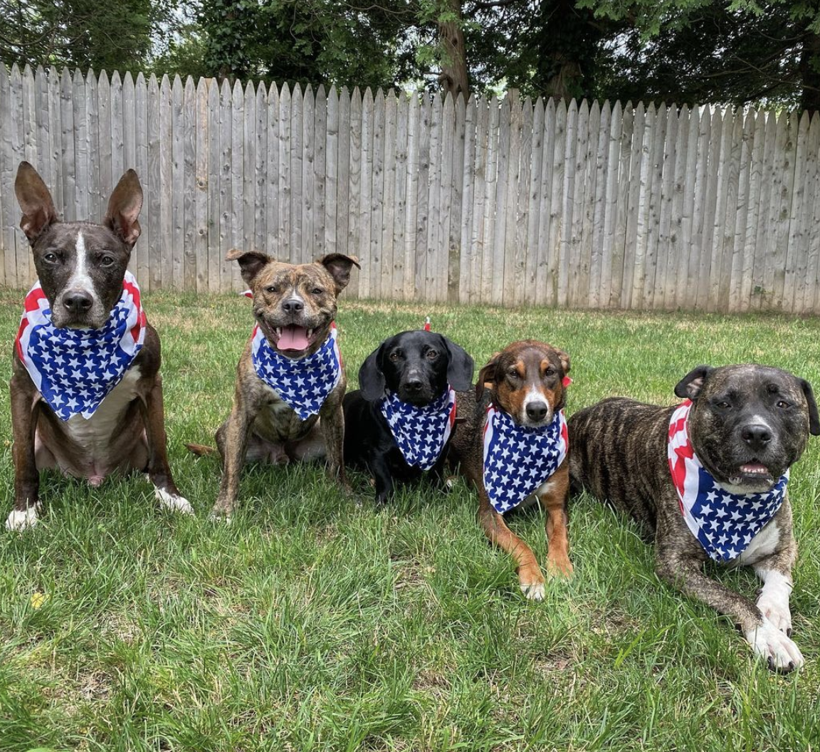 Photo Credit: @5_dog_pack