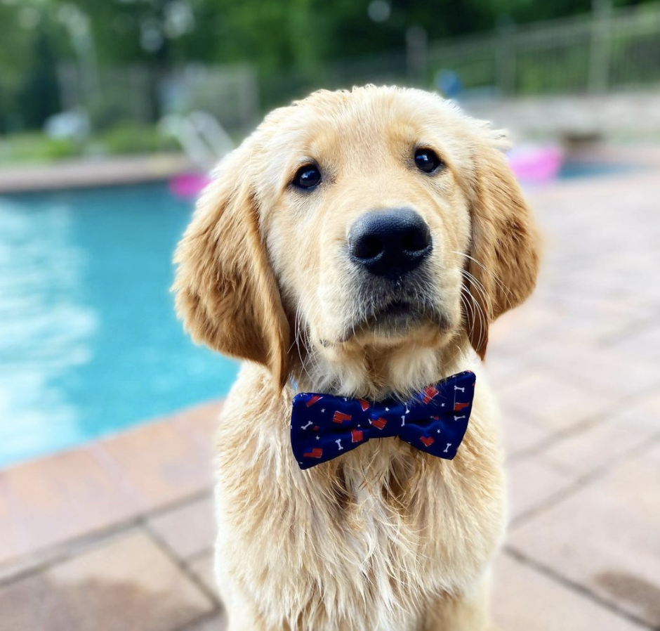 Photo Credit: @thegoldenpup_charlie