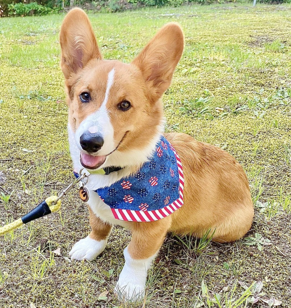 Photo Credit: @ezra_the_jedi_corgi