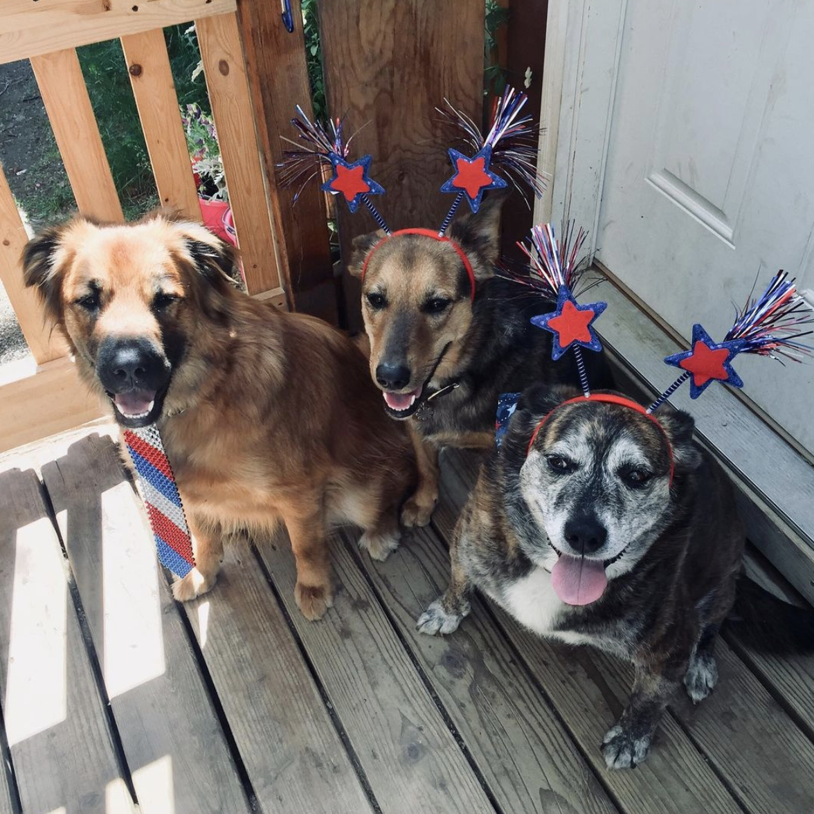 Photo Credit: @sanderlindoggies
