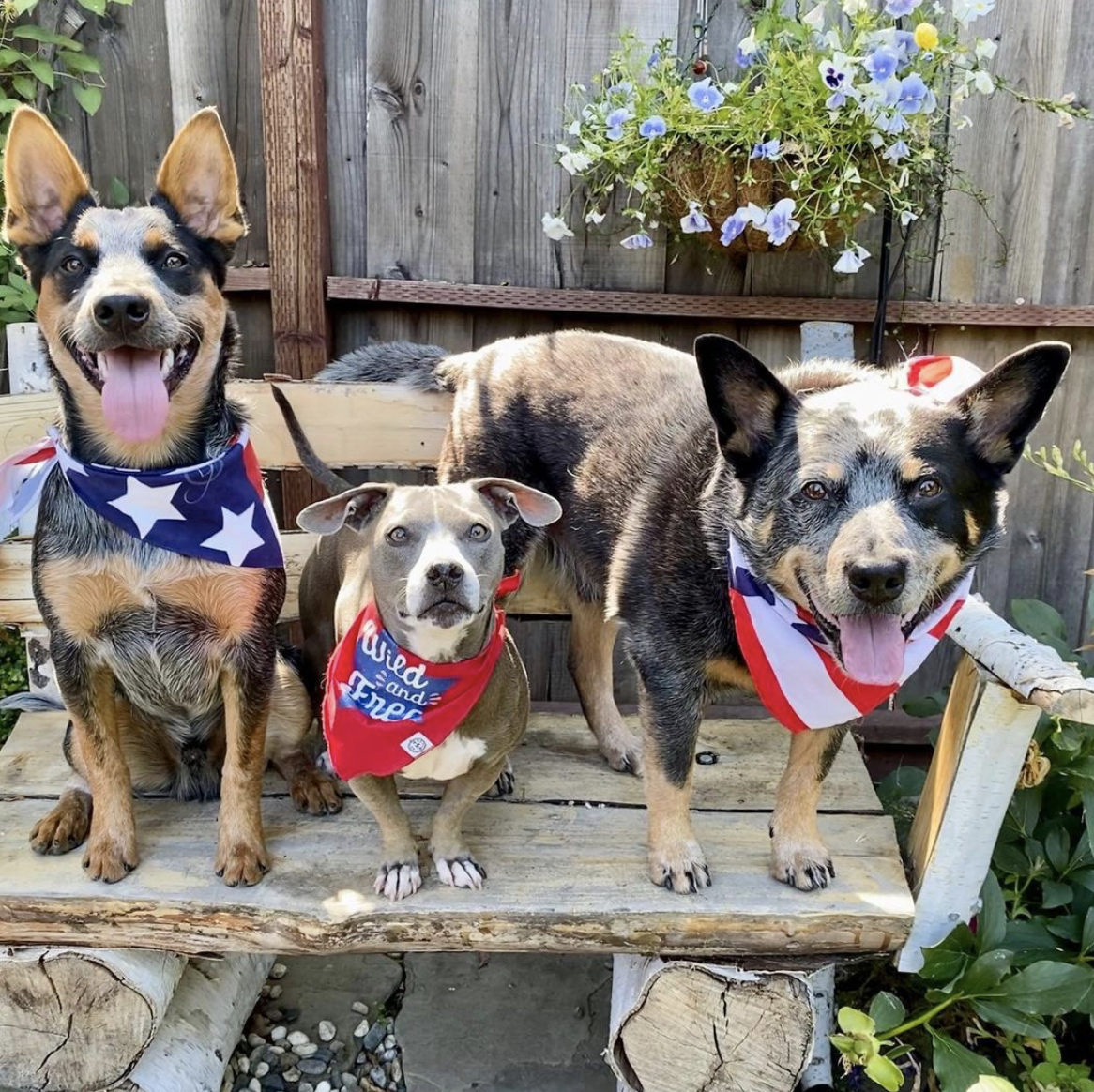 Photo Credit: @charliethecattledog_sistastar