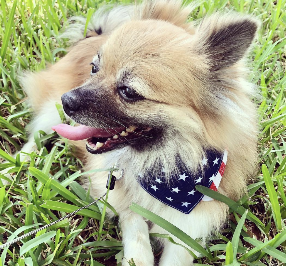 Photo Credit: @official_kiwi_thepom