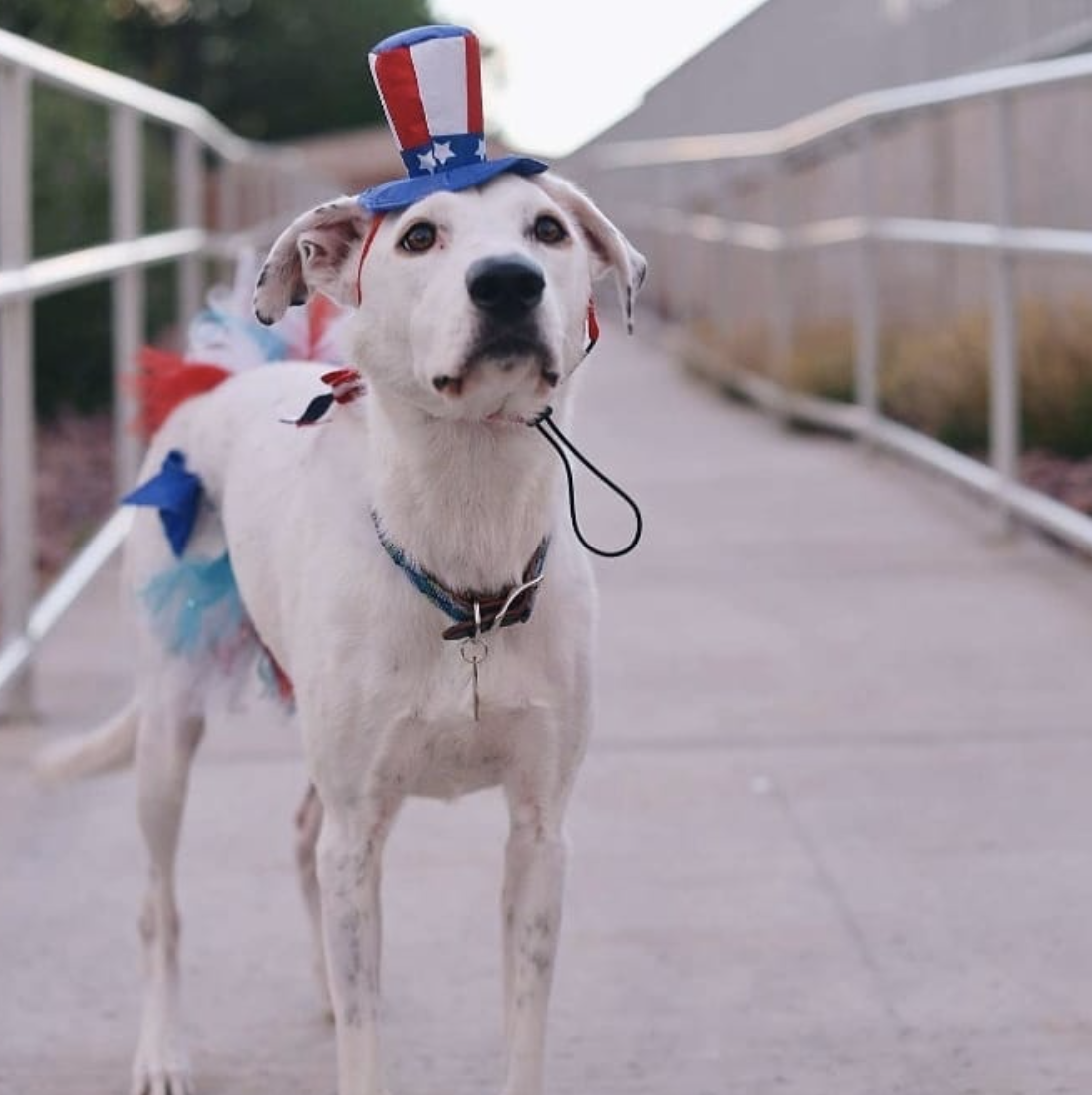 Photo Credit: @capella_thedeafdog