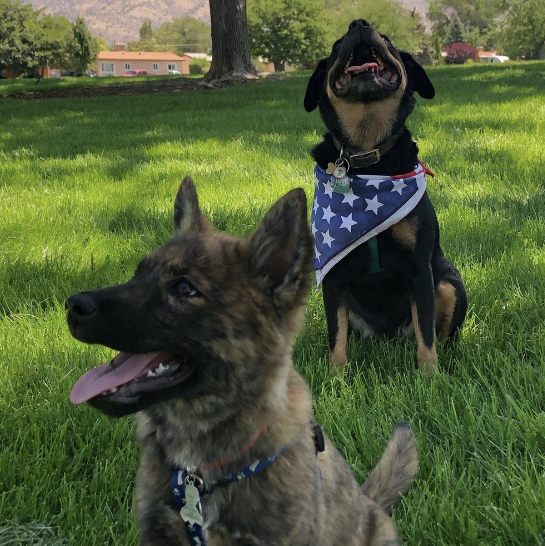 Photo Credit: @theadventuredoggo