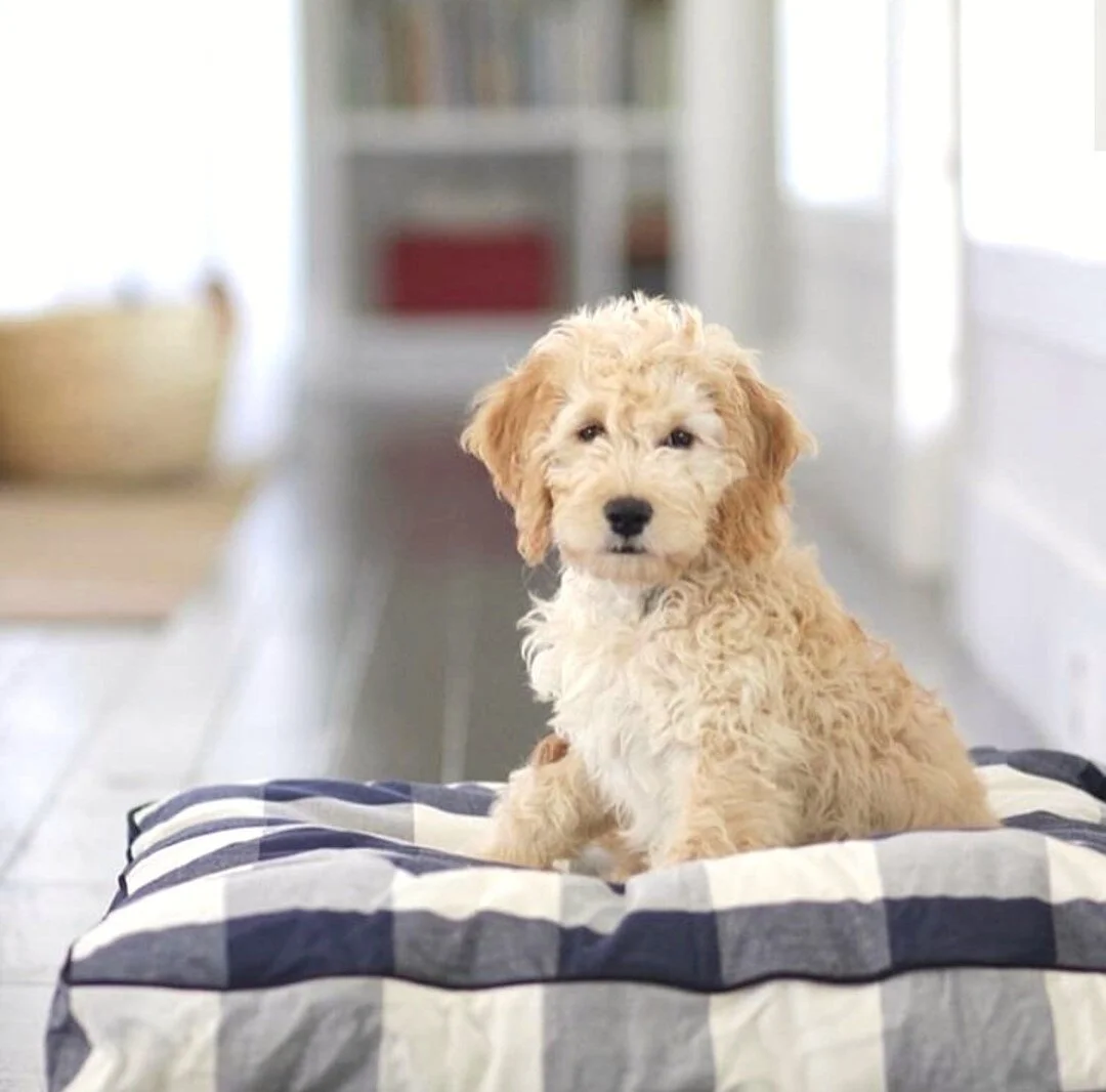 Are Jax And Bones' Beds Worth The Price? 