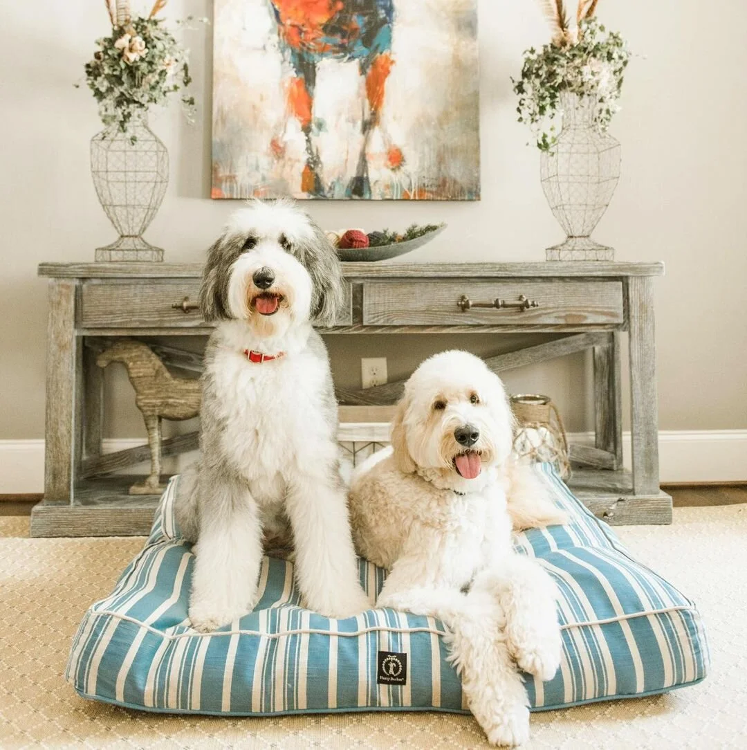 What You Need To Know About Harry Barker Dog Beds 