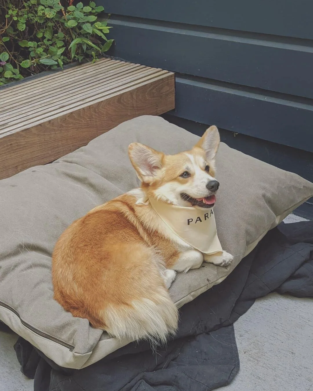 Are Parachute Dog Beds Worth The Price?  
