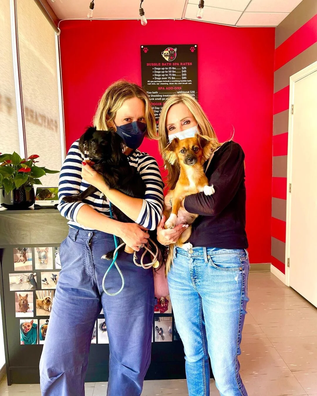 'American Horror Story' Star Sarah Paulson Adopts Another Rescue Dog 
