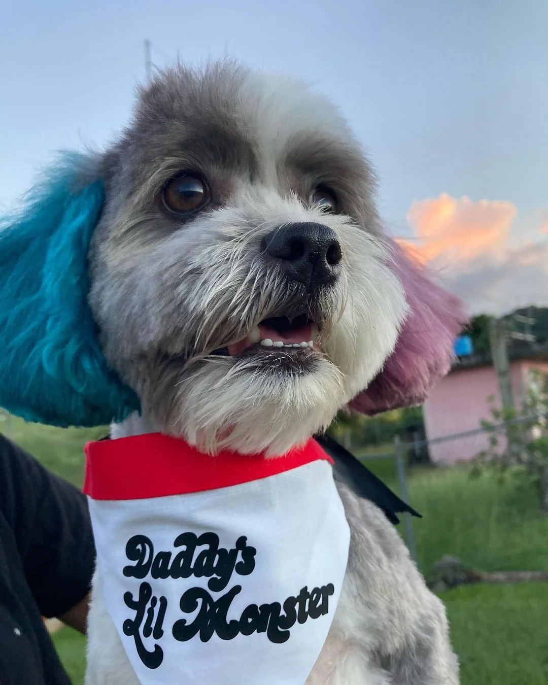 Get Inspired With These Super Cute DC Comics Dog Costumes