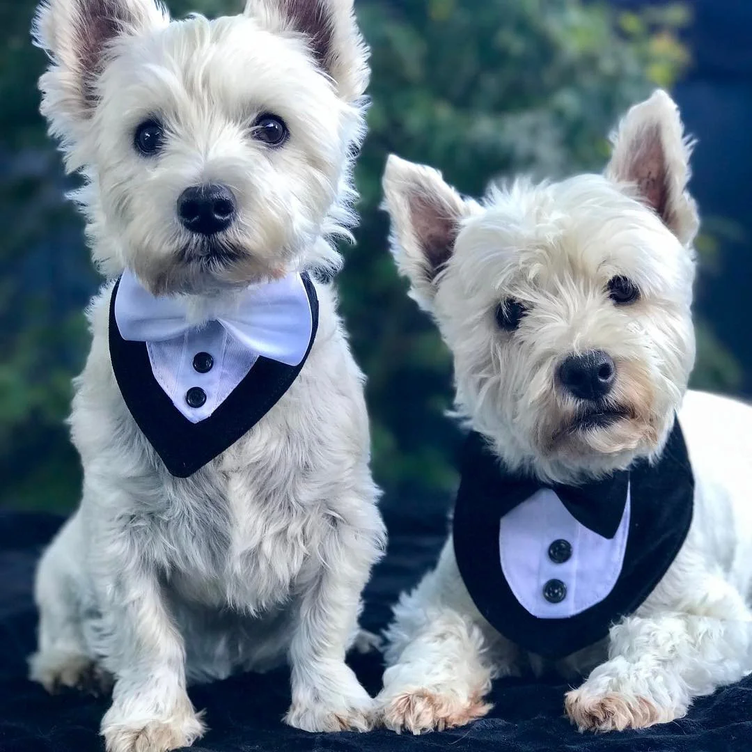 The Perfect Last-Minute Halloween Costume For Your Dog 