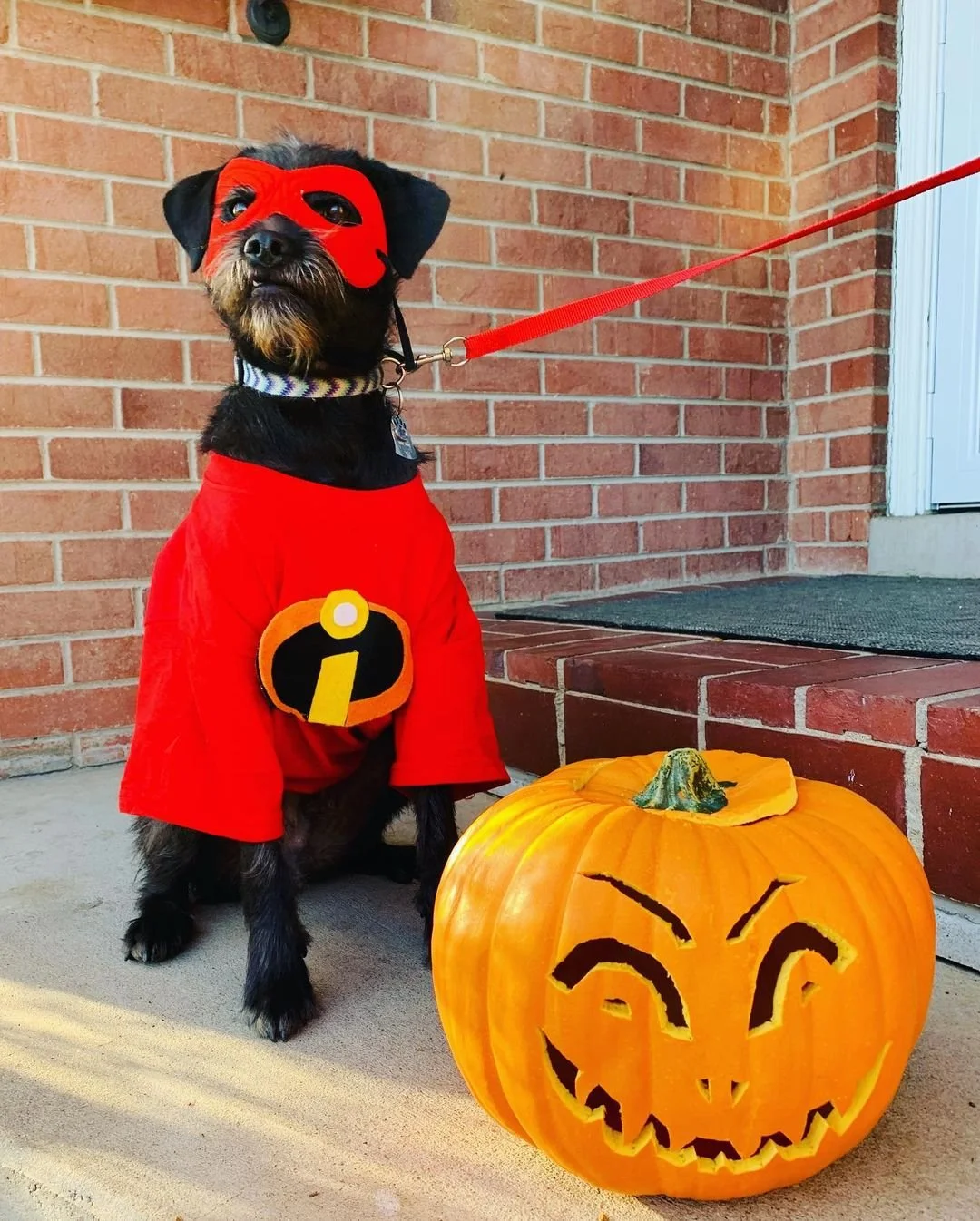These Pixar-Loving Dogs Won Halloween