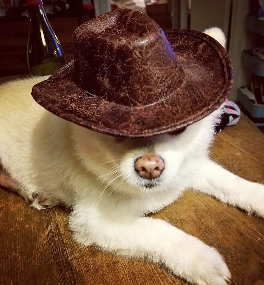 Indiana Jones-Loving Dogs Won Halloween 