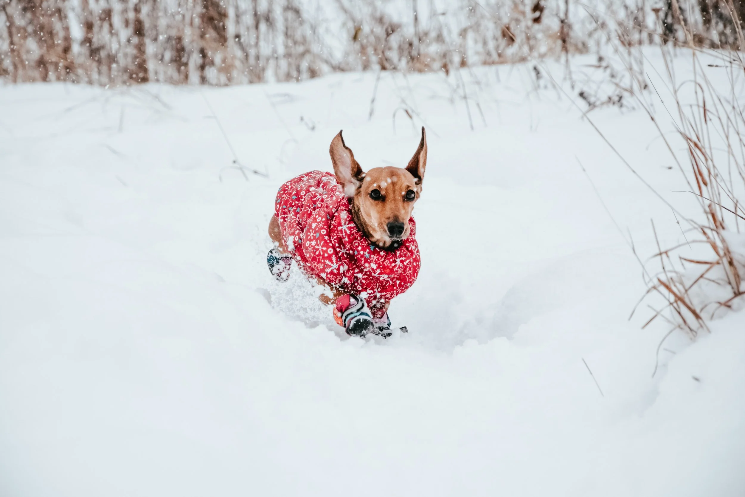 The Best Winter Boots For Dogs 