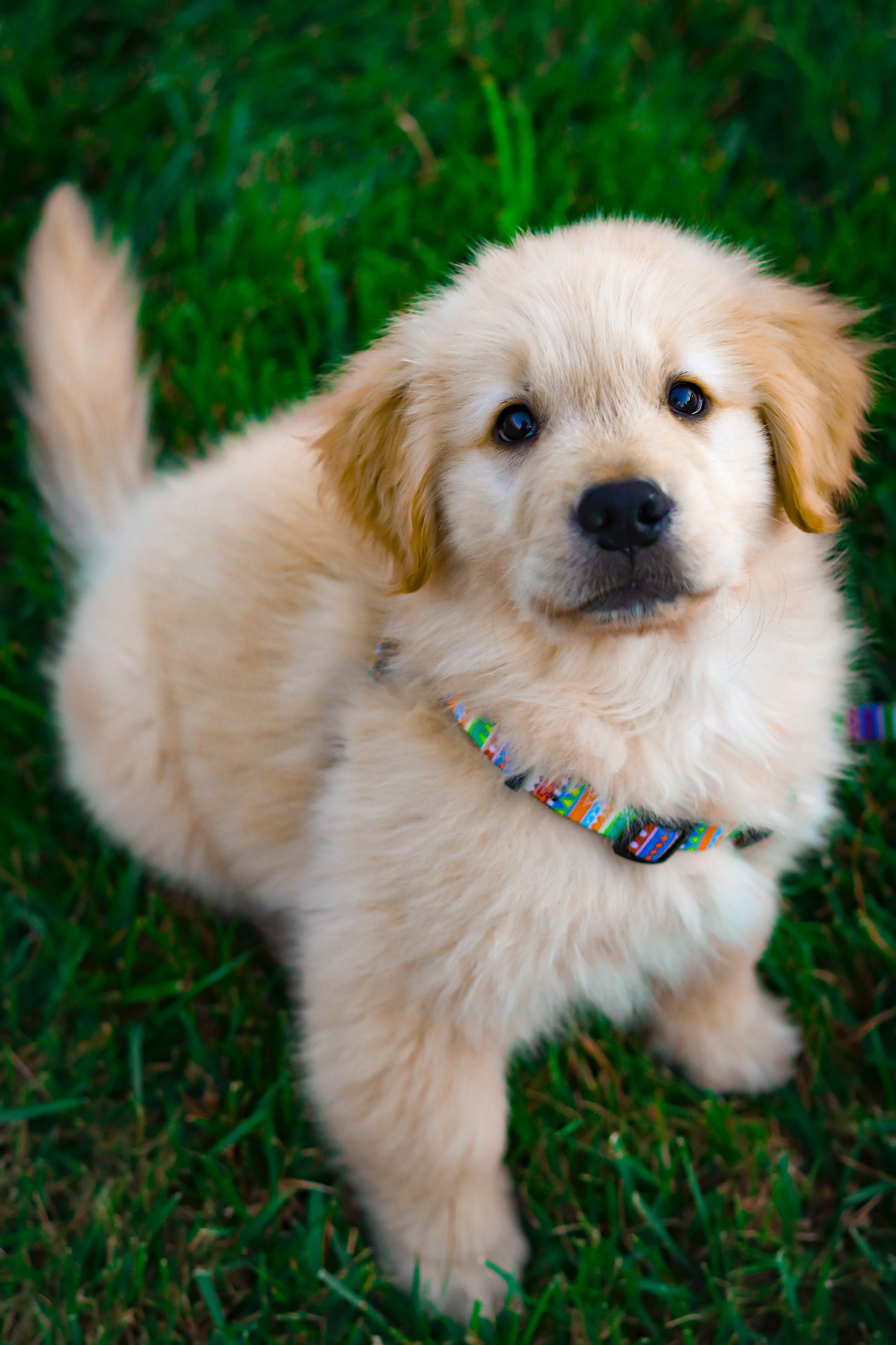 Can You Give Your Puppy Treats?