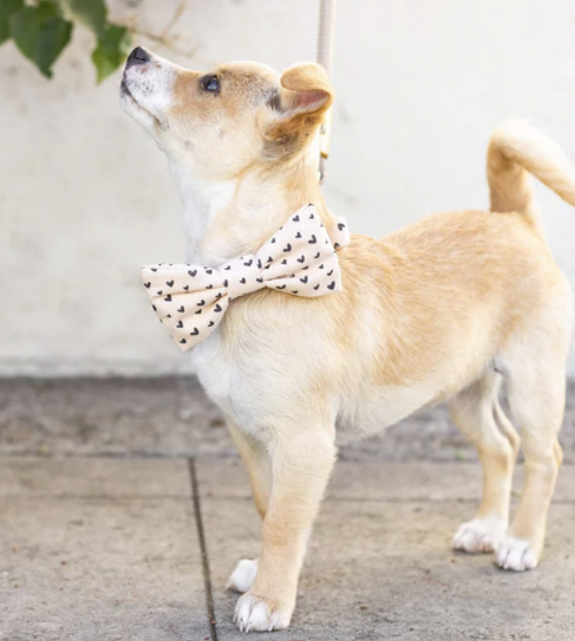 Valentine's Day Gifts For Your Dog