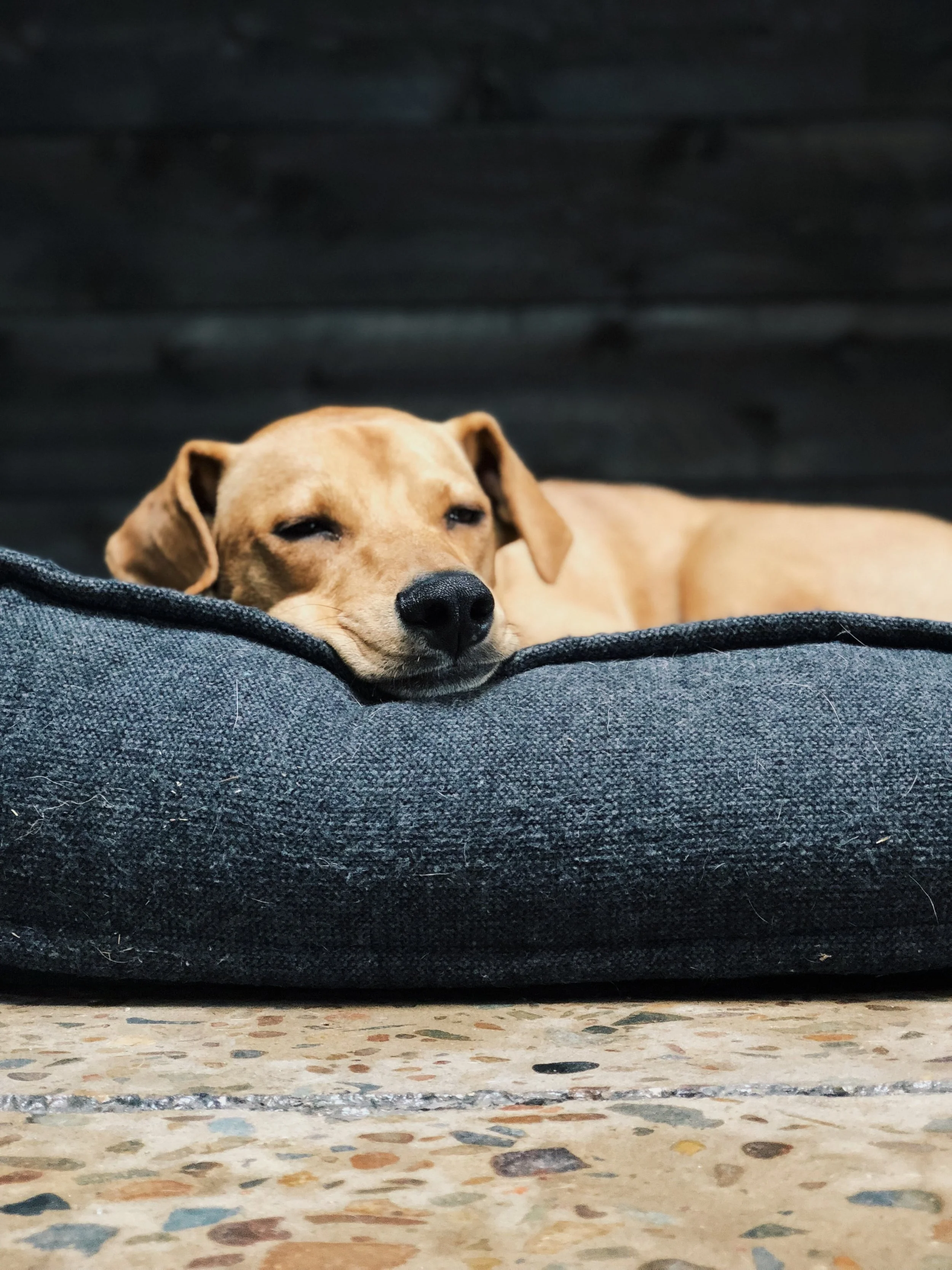 How Many Hours Should Dogs Sleep? 