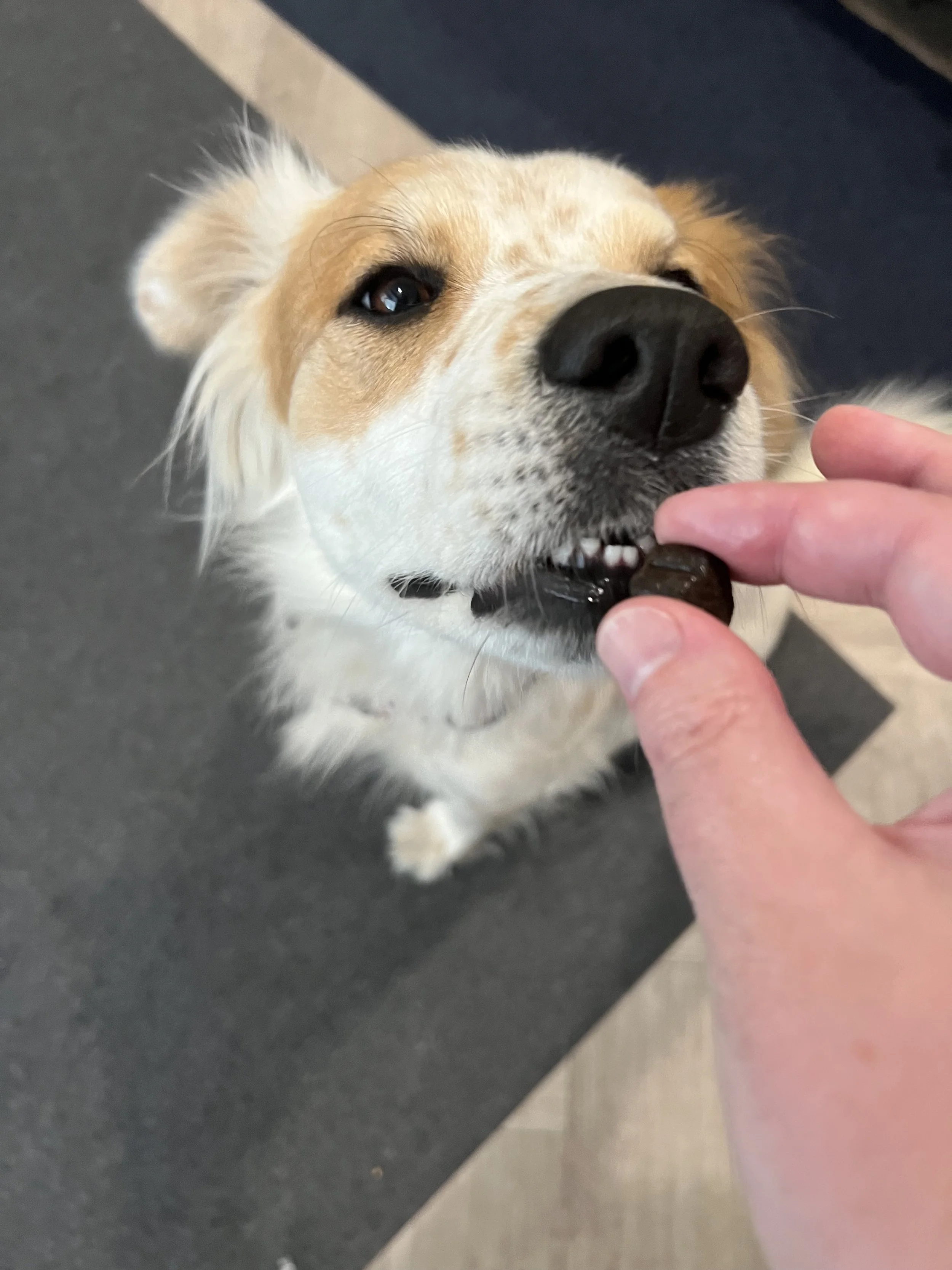 Sadie 1.jpg