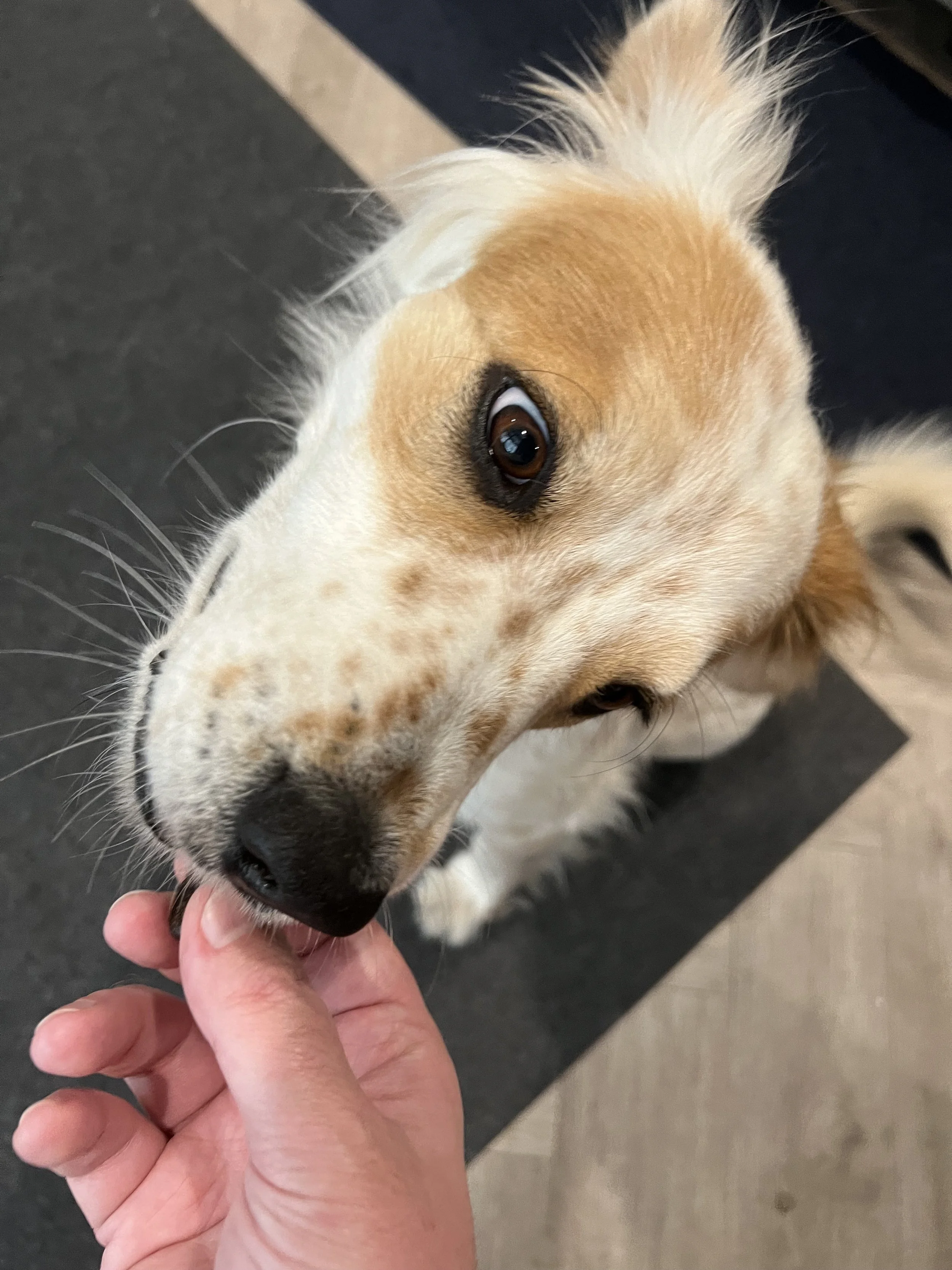 Sadie 5.jpg
