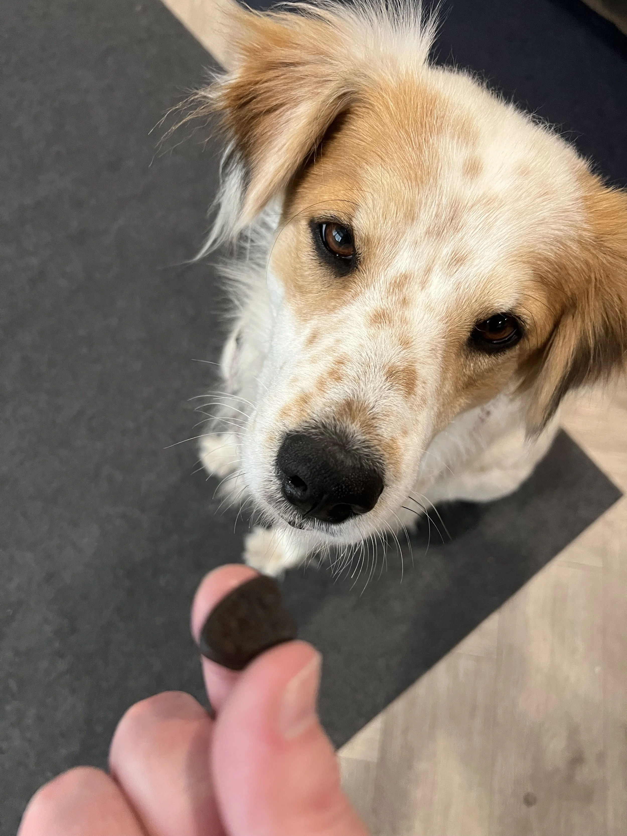 Sadie 6.jpg